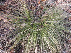 Carex pediformis macroura