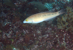 Halichoeres semicinctus