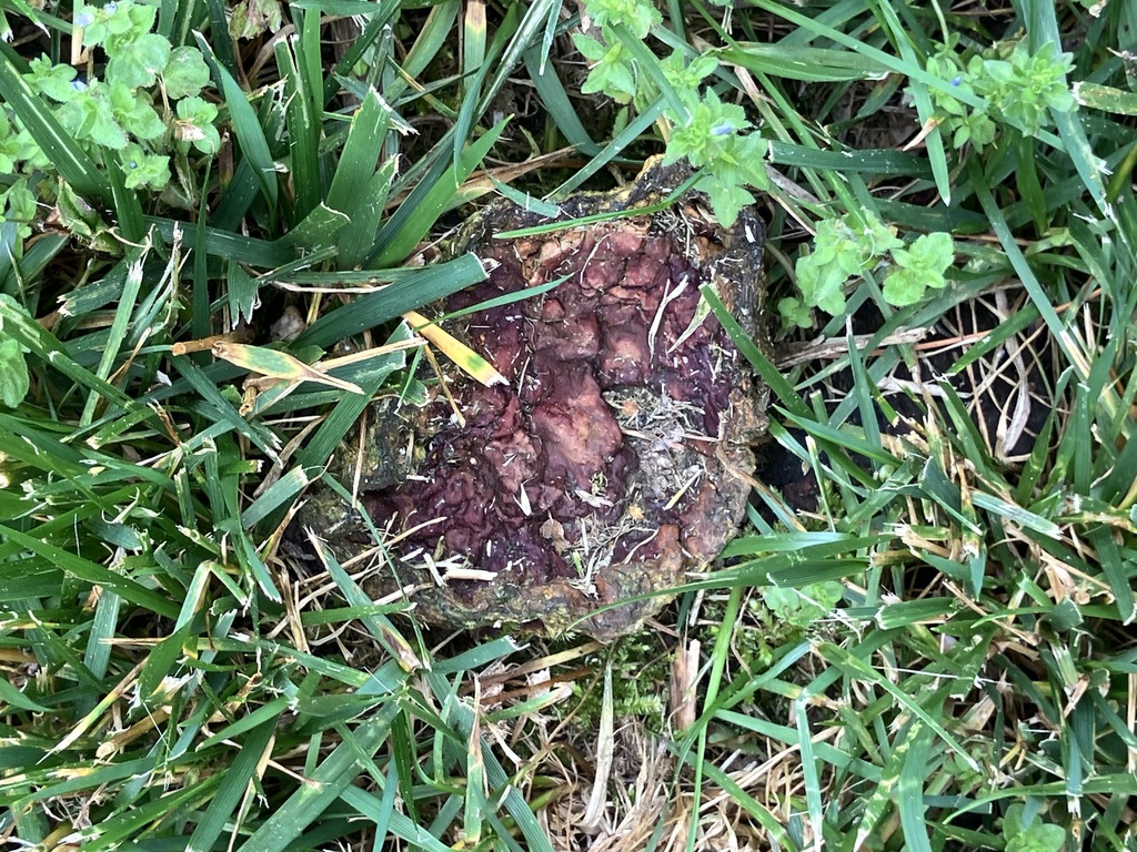 Ganoderma sessile · May 2026 · photo: Photo: (c) toad-wife, some rights reserved (CC BY) · iNaturalist