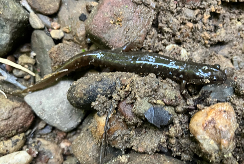 Black Mountain Salamander, Desmognathus welteri