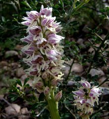 Orchis galilaea