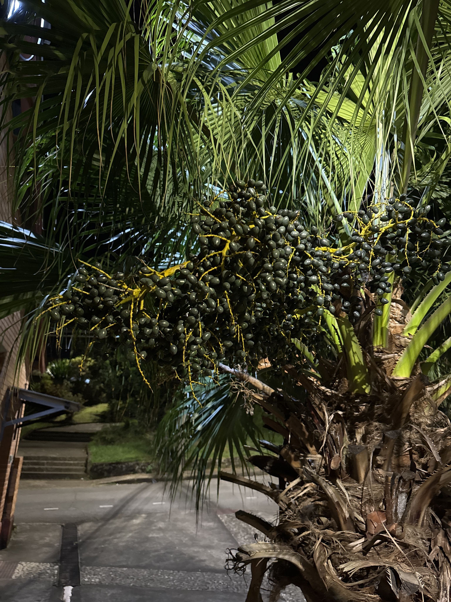 Livistona chinensis