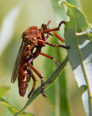Diogmites basalis