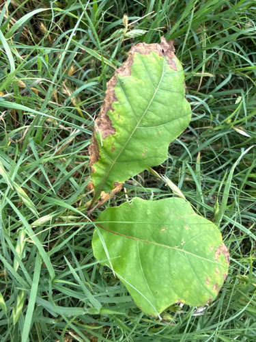 Apiognomonia errabunda, 2026-05-20