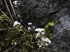 Arabidopsis arenosa arenosa