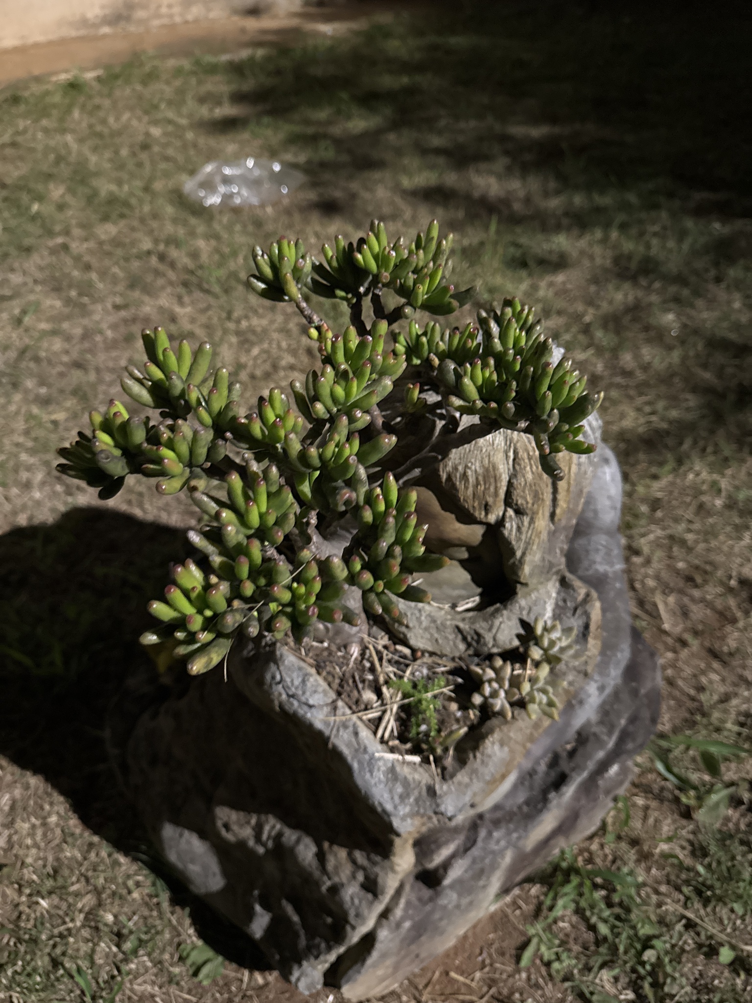 Crassula ovata