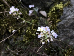 Arabidopsis arenosa arenosa