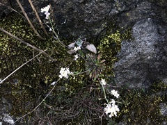 Arabidopsis arenosa arenosa