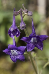 Delphinium tricorne