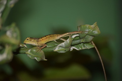 Calotes versicolor