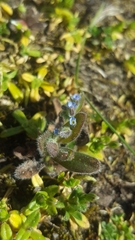 Myosotis ramosissima