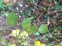 Epimedium × versicolor