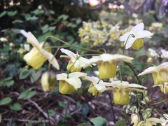 Epimedium × versicolor