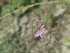 Muschampia proto