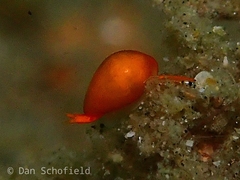 Cystiscus minutissimus