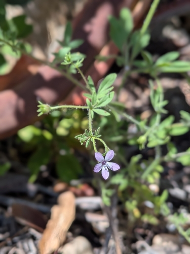 iNaturalist observation photo of Sticky false gilia