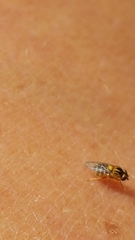 Thaumatomyia notata