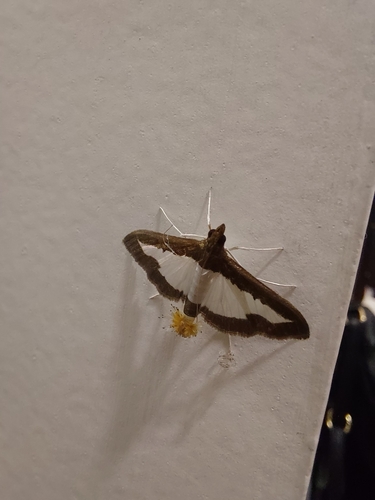 Cucumber Moth