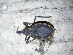 Triatoma longipennis