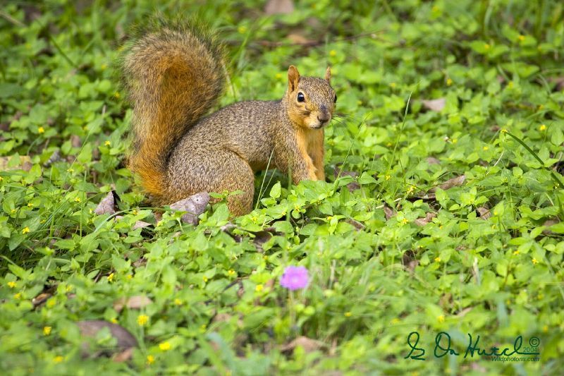Mexican fox squirrel (Mammals of Chiricahua NM) · NaturaLista Mexico