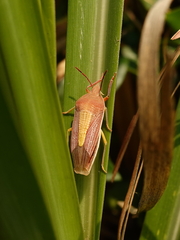 Megarrhamphus tibialis