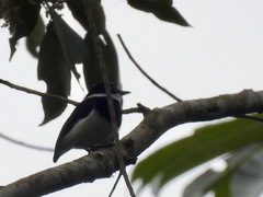 Platysteira castanea