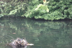 Gallinula chloropus