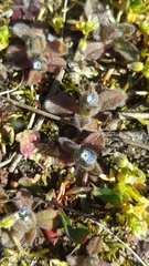 Myosotis ramosissima