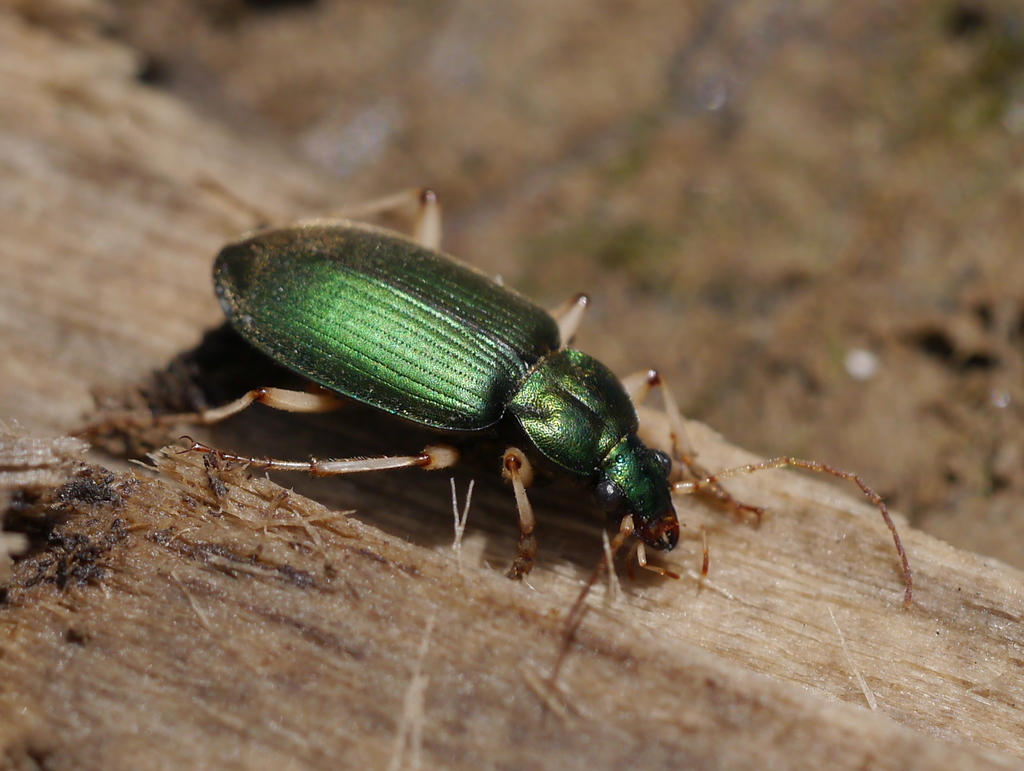Chlaenius prasinus