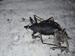 Triatoma longipennis