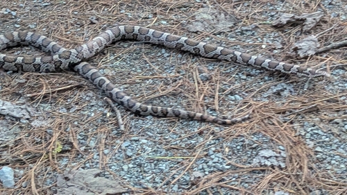 Eastern Milksnake