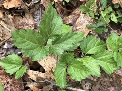Cardamine diphylla