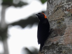 Malimbus rubricollis