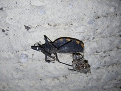 Triatoma longipennis