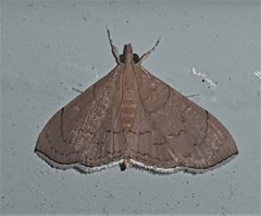 Hyalobathra crenulata