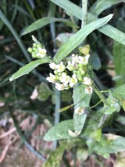 Cardamine hirsuta