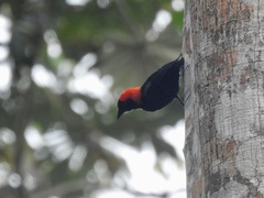 Malimbus rubricollis