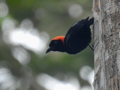 Malimbus rubricollis
