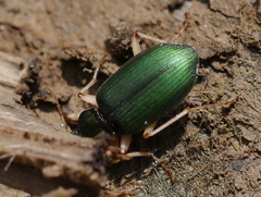 Chlaenius prasinus