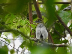 Nicator vireo