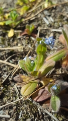 Myosotis ramosissima