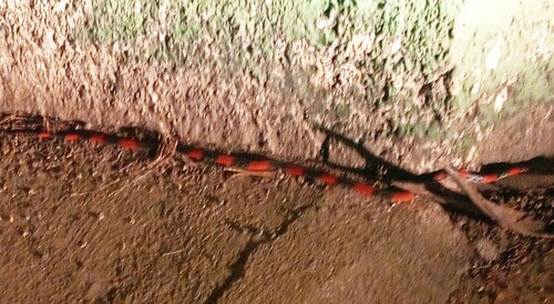 Guibe's Flame Snake