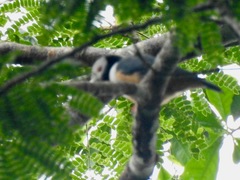 Prionops rufiventris