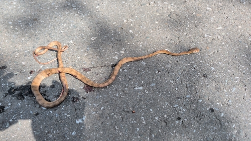 Kelung Cat Snake