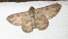 Ascotis reciprocaria