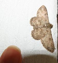 Ascotis reciprocaria
