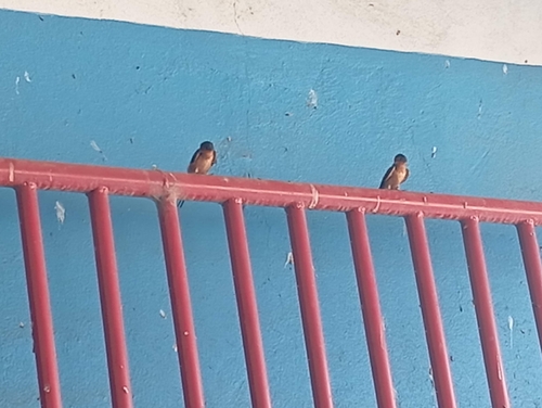 Barn Swallow (Hirundo rustica)