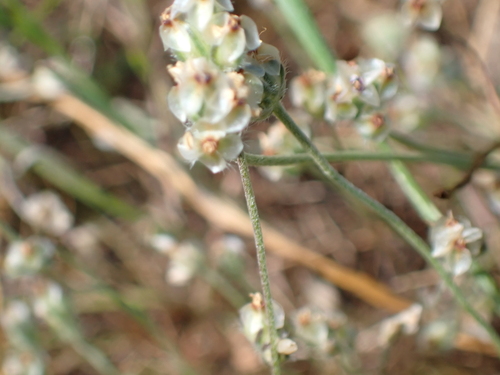 Plantago erecta, photograph 6