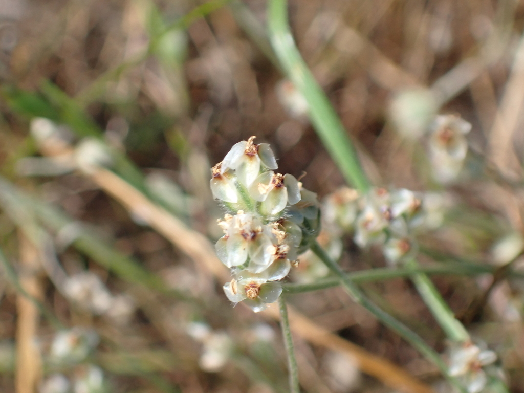 Plantago erecta; photograph author not stated, no rights reserved