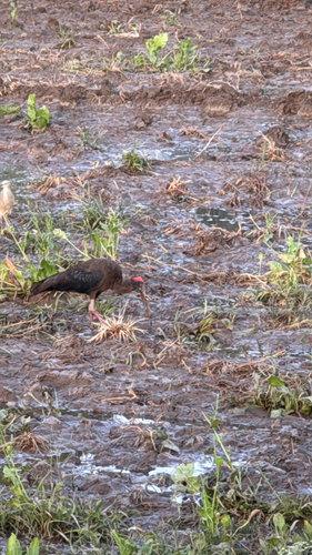 Red-naped Ibis